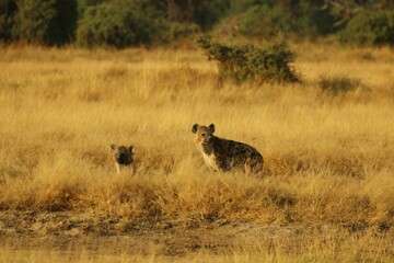 Two spotted hyenas resting on the dry yellow field