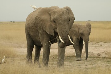 Naklejka na ściany i meble Couple of elephants in their natural habitat