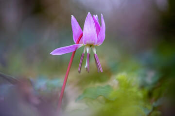 Erythrone dent de chien mode macro