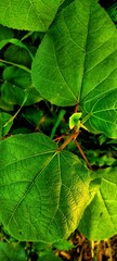 leaf on a green background