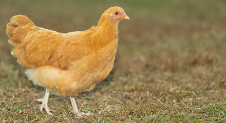 Copy space next to a golden hen