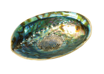 Mother-of-pearl sea shell isolated
