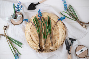 Bouquet of purple muscari. Spring mood