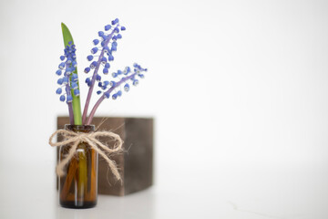 Bouquet of purple muscari. Spring mood