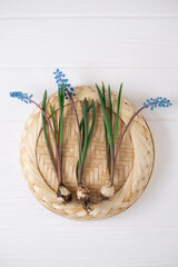Bouquet of purple muscari. Spring mood