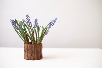 Bouquet of purple muscari. Spring mood