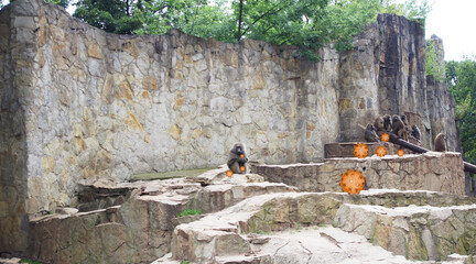 Virus  Monkeypox. Monkeypox. Virus in colony attacks monkeys. Health concept and of treatment, prevention of viral diseases.