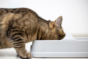 adorable kitty tabby cat eating dry food from bowl isolated on gray floor.advertising banner for animal domestic pet food,different photo angles,for lateral or top view,flat lay.brown gray stripes