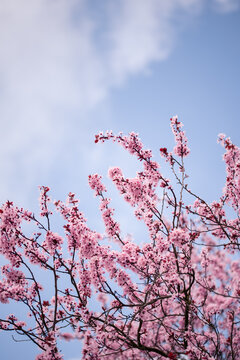 cherry blossom flowers pink sky macro spring wallpaper