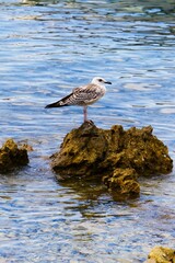 Vertical shot of a gull perched on a rock in the water.