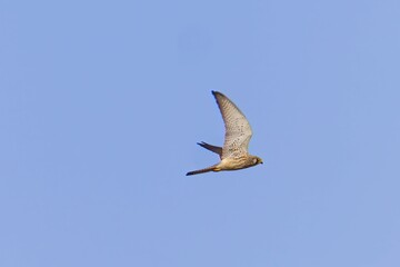 Fototapeta na wymiar Common kestrel flying against a clear blue sky.