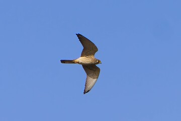 Common kestrel flying against a clear blue sky.