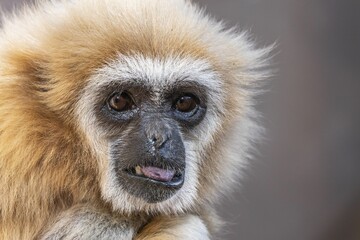 Gibbon aggressively screaming on a blurred background