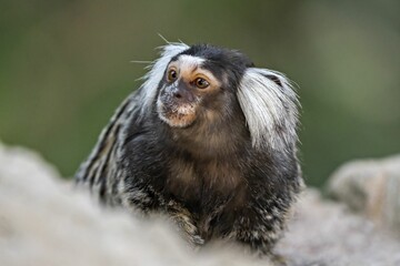 Adorable small western pygmy marmoset monkey on a rock