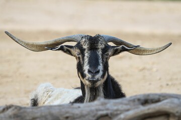 Close-up shot of a Sahelian goat looking at the camera