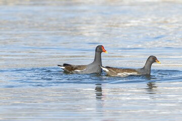 Common Moorhens swimming together in a lake in spring
