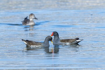 Common Moorhens swimming together in a lake in spring