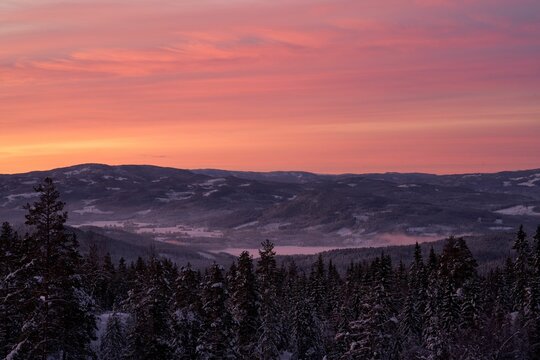 Mesmerizing soft pink sunset over the snowy mountains and a forest in the foreground