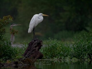 Scenic view of an Eastern Great Egret standing on a piece wood by the edge of the water