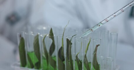 Scientist, pipette and test tube for plant research, ecology investigation and study of leaf growth in laboratory. Closeup, natural science and innovation with dropper, leaves and sustainable biology