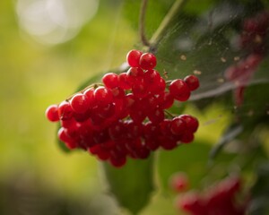 red berries are hanging on the green leaves of a tree