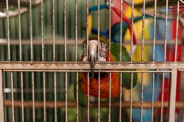 Multi-colored macaw parrot with a huge beak in an iron cage