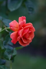 Closeup of a pink rose on the background of green foliage