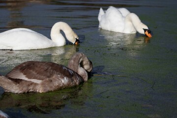 Fototapeta premium a group of swans swimming on top of a pond filled with water