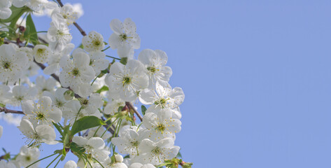 Blue sky background and white flowers