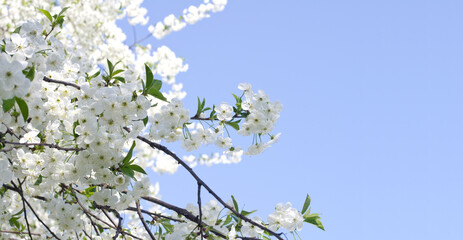 Blue sky background and white flowers