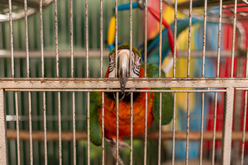Multi-colored macaw parrot with a huge beak in an iron cage