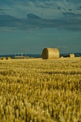 Fototapeta premium round hay bales in the field