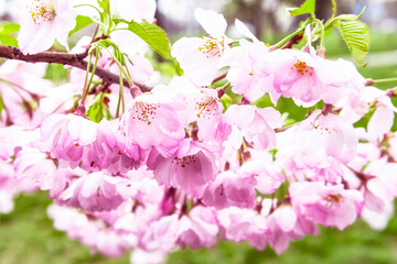 Sakura flowers background. A blooming branch on the background of the sky. Beautiful pink petals.