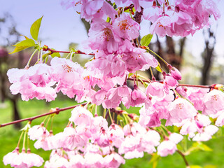 Sakura flowers background. A blooming branch on the background of the sky. Beautiful pink petals.