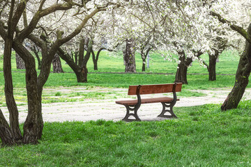 Fototapeta na wymiar A bench in a spring park. Spring flowering trees and green grass around. Urban landscape