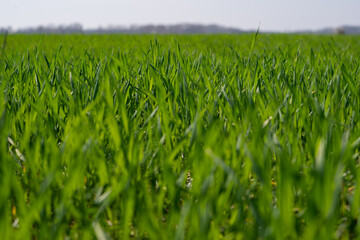 green wheat field
