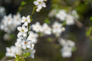 white flowers on a tree
