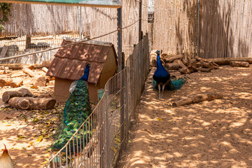 Two beautiful male peacocks walk towards each other on opposite sides of a metal fence at the Israel Zoo in Kiryat Motzkin