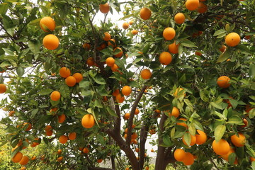 Orange plantation on the island of Cyprus