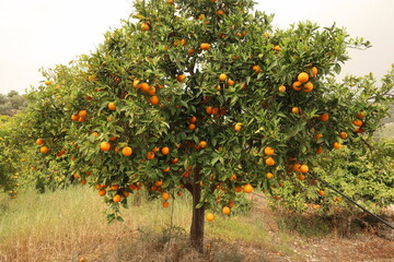 Orange plantation on the island of Cyprus