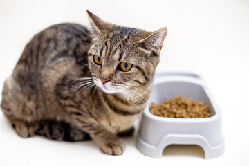 angry cat isolated with dry food in bowl refuse to eat mock up free space for text.upset tabby...