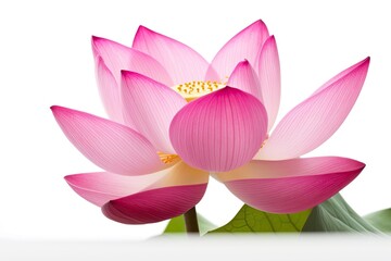 pink water lily, ai generative