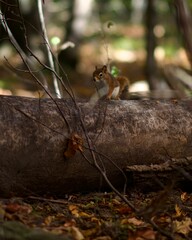 Closeup of a red squirrel (Sciurus vulgaris) on a tree  log against blurred background