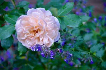 Closeup shot of a blooming pink David Austin English Rose on a bush