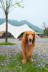 Golden Retriever goes camping, next to the tent