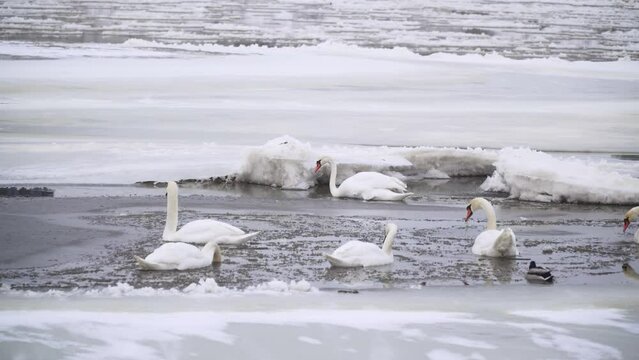 Group of black swans swimming in frozen lake with snow in the winter