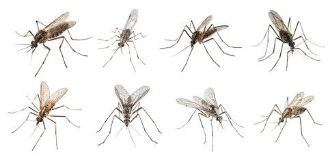 Mosquito set on the png background created with Ai