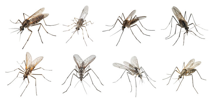 Mosquito Set On The Png Background Created With Ai