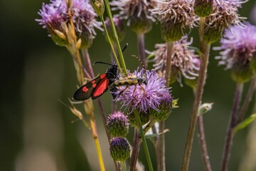 Vibrant red zygaena ephialtes moth perched delicately on a giant knapweed in the sunshine