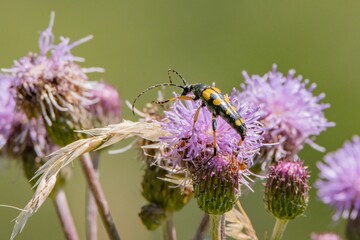 Close-up of a longhorn beetles on a giant knapweed in the sunshine